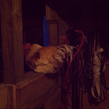 rooster-inside-barn