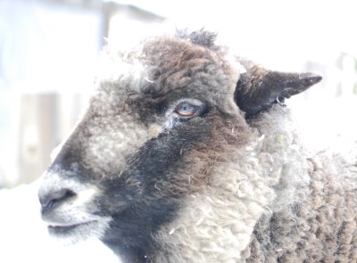 athena-the-sheep-beautiful-face