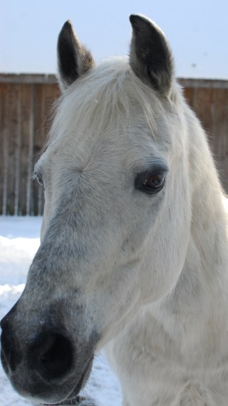 Beautiful-Lunar-the-horse