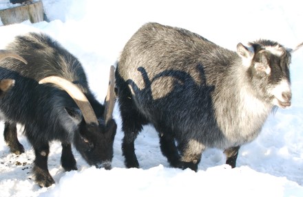 goats-eating-snow