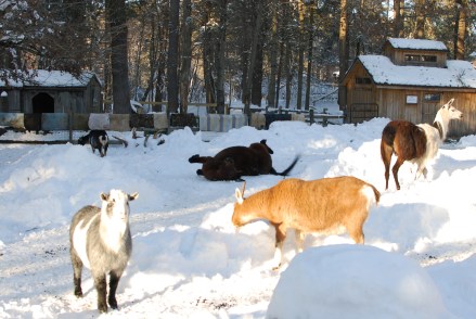 mule-rolling-in-the-snow