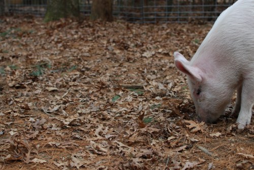 willow-adorable-pig