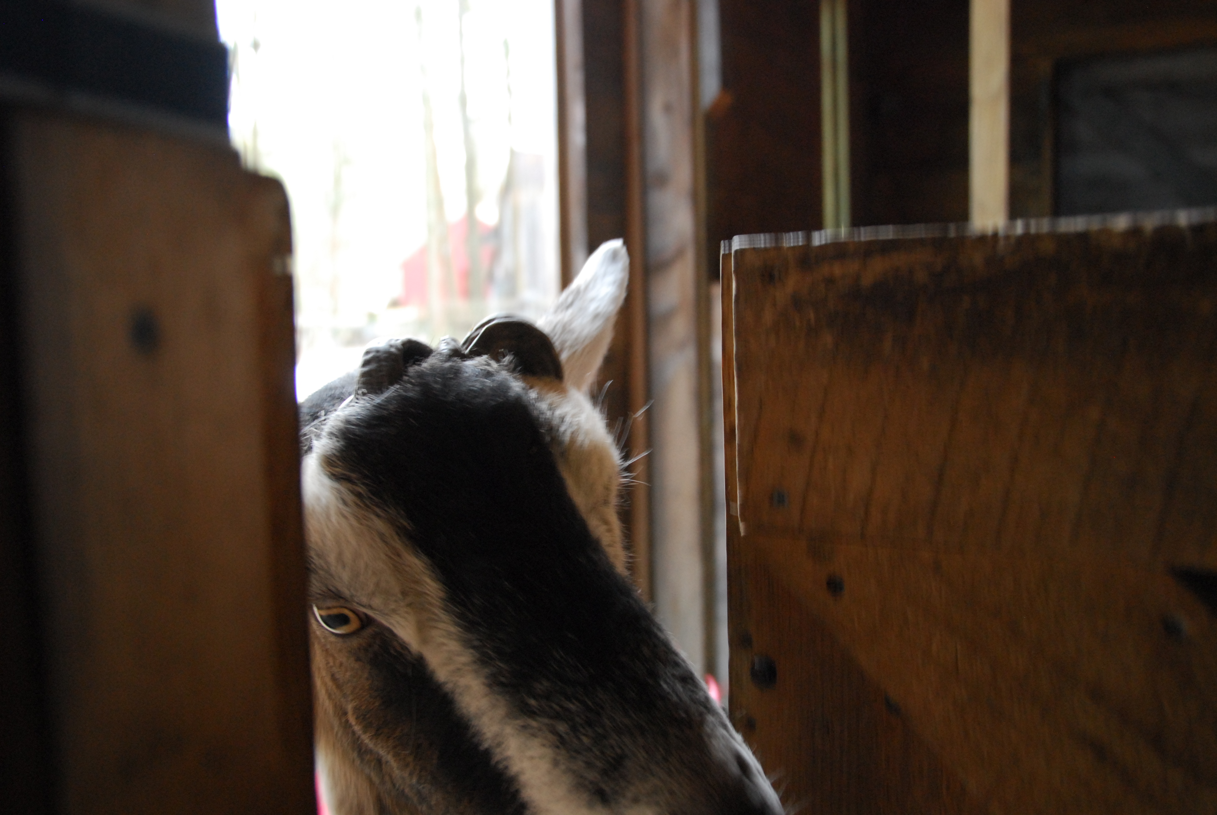 Gully-the-goat-is-successful