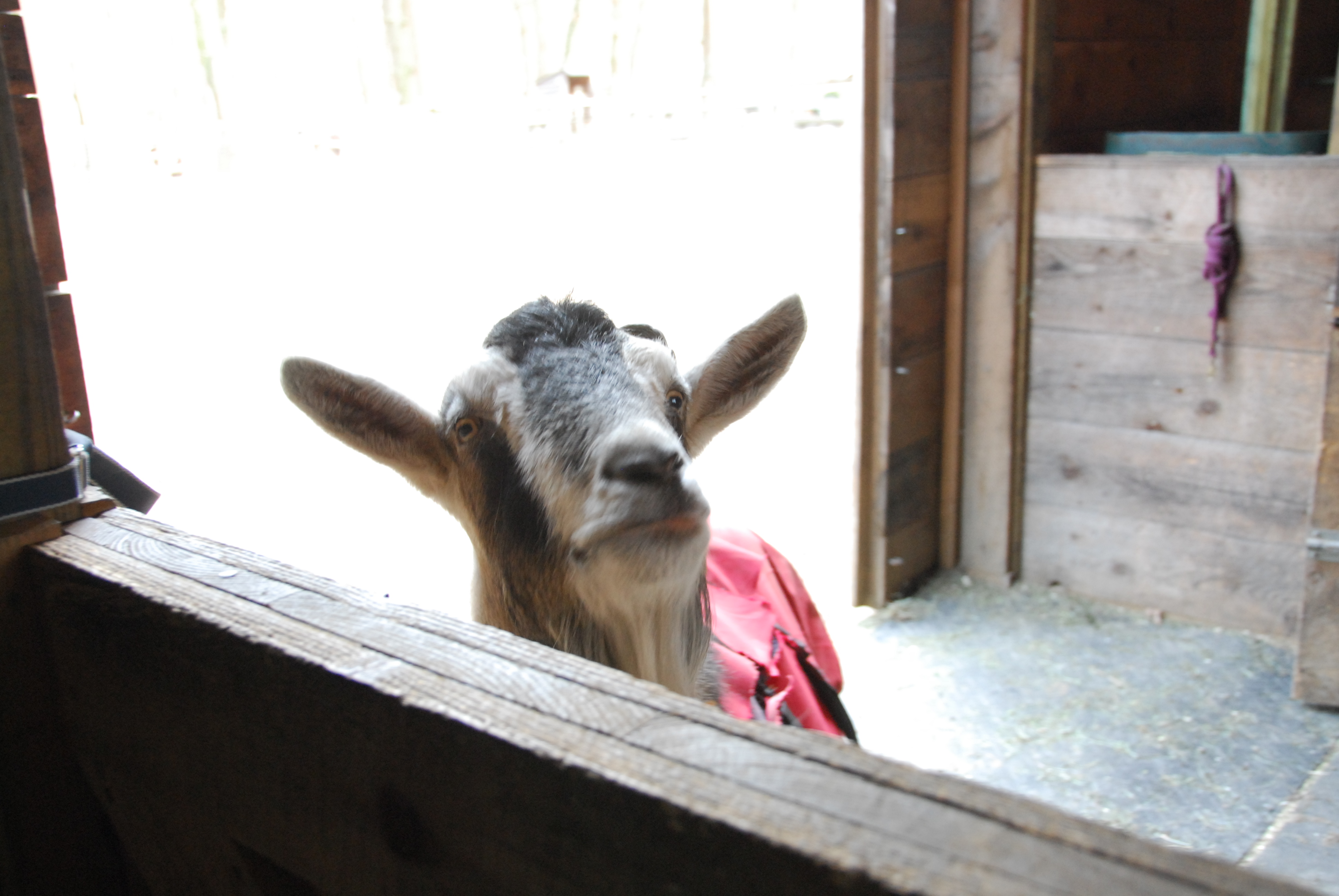 Gully-the-goat-thinks-about-getting-in