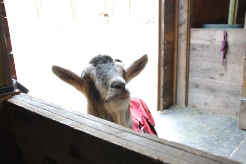 Gully-the-goat-thinks-about-getting-in