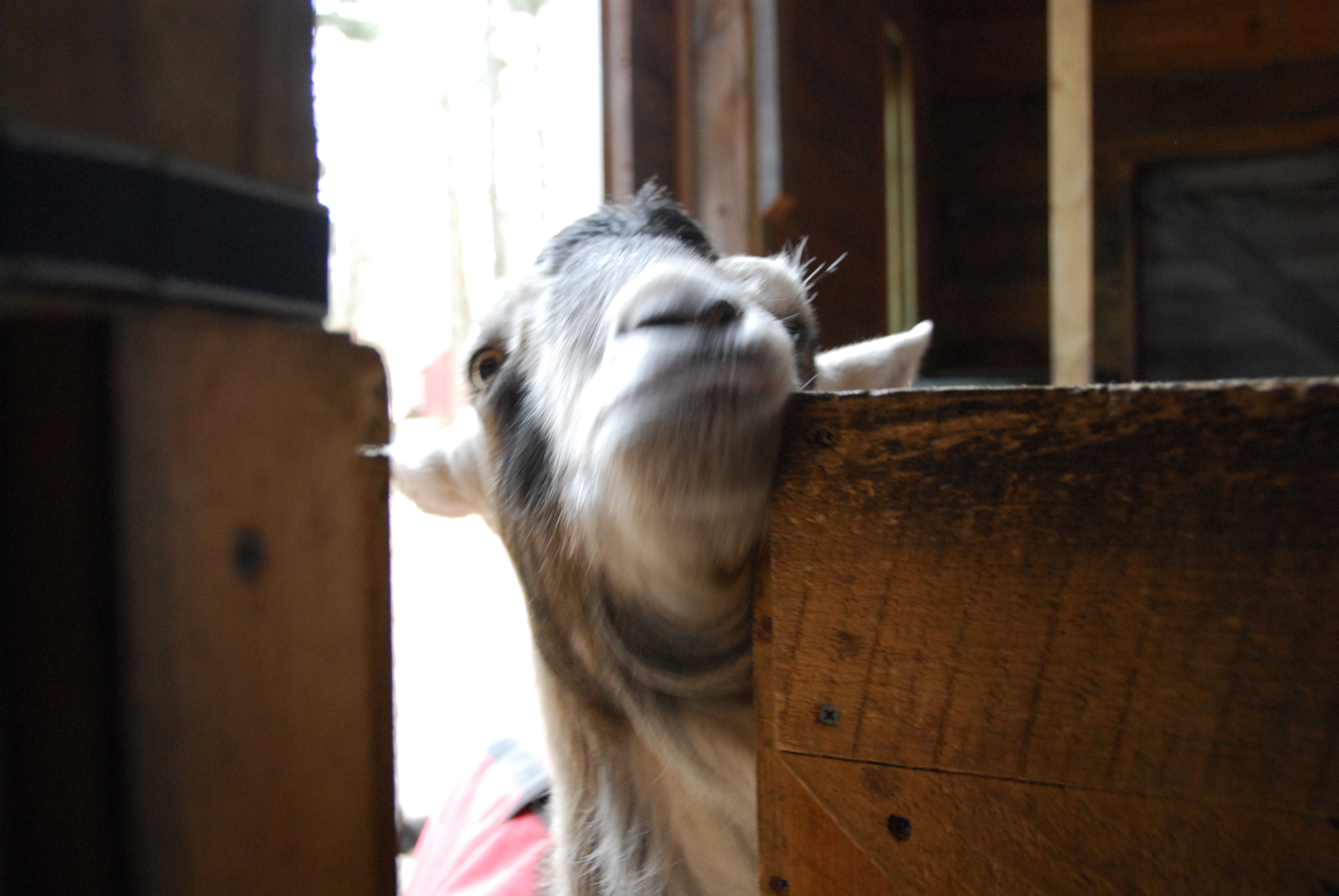 Gully-the-goat-tries-to-get-int