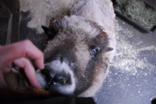 athena-the-sheep-takes-a-treat