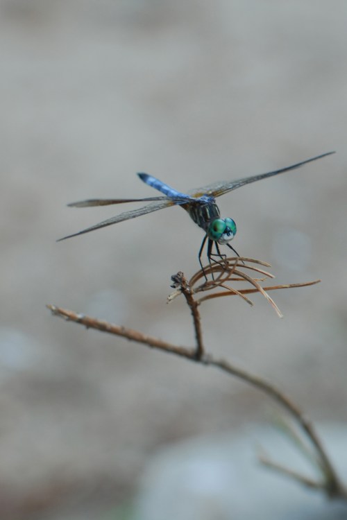 Dragonfly_Mindingtheminis