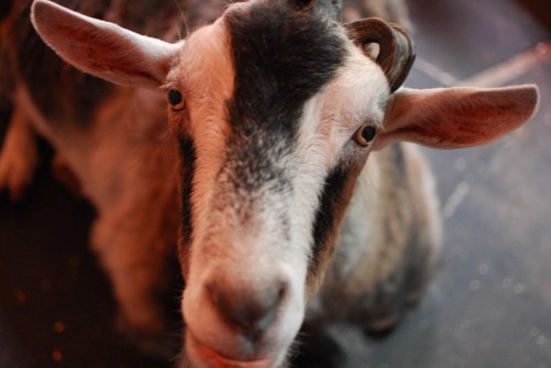 Gully_Goat_Winslow_Farm_Mindingtheminis