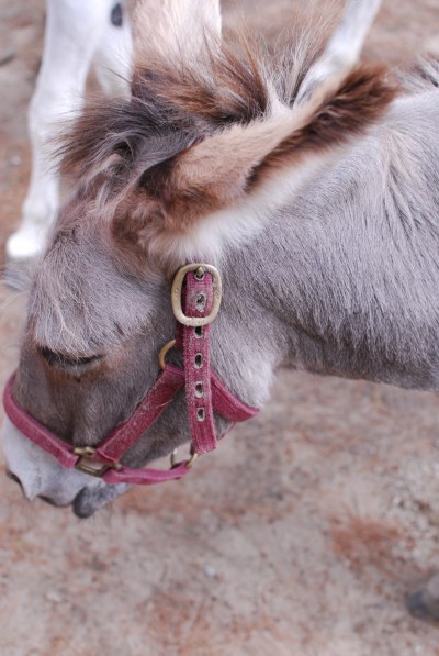 Jezebel_Donkey_Winslow_Farm_Mindingtheminis