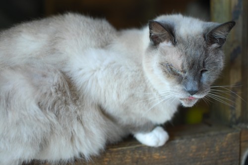 Niko_Cat_Winslow_Farm_Mindingtheminis