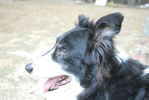 Pandy_Dog_Mindingtheminis