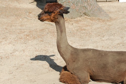 Shorn_Alpaca_Winslow_Farm_Mindingtheminis