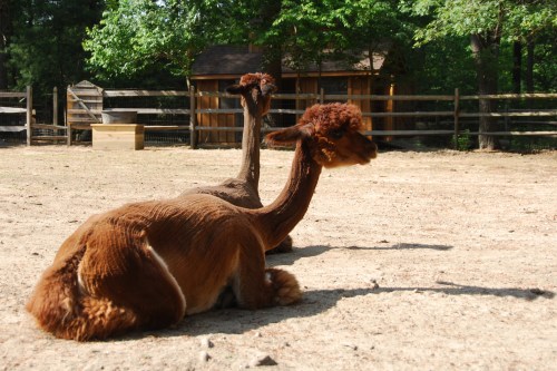 Shorn_Alpacas_Winslow_Farm_Mindingtheminis