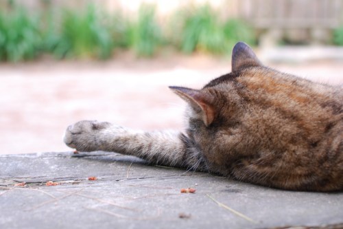 Stretch_Kitty_Winslow_Farm_Mindingtheminis