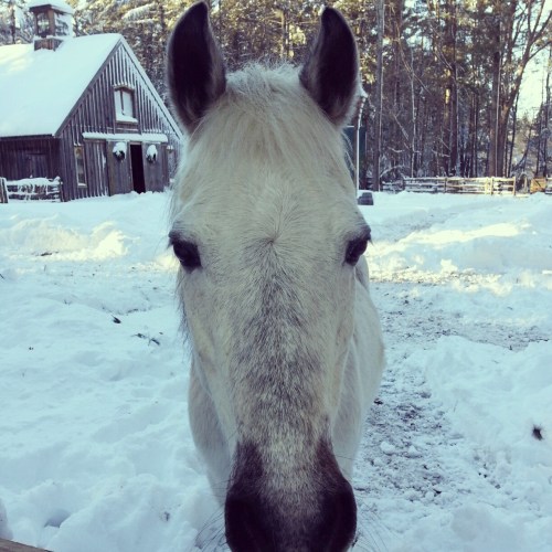 Lunar_Horse_Winslow_Farm_MindingtheMinis