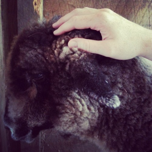 Petting_Athena_Sheep_Winslow_Farm_MindingtheMinis