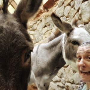 Person with two donkeys