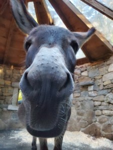 Close up of donkey